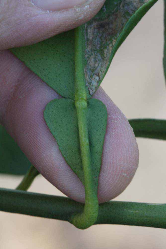              Petiole (Boukhobza, Riverside, CA)       